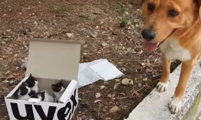 Cachorro encontra caixa com gatinhos
