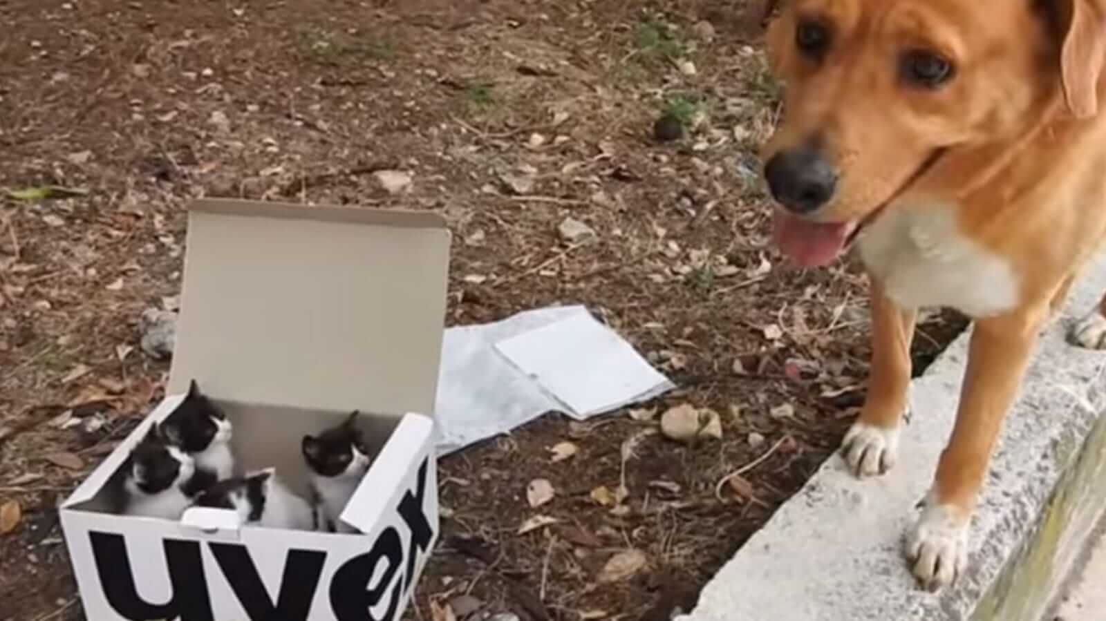 Cachorro encontra caixa com gatinhos