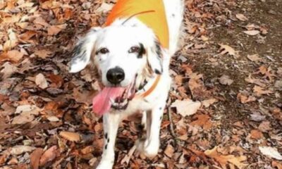 Cachorro com colete laranja