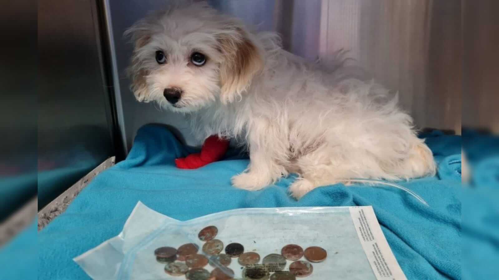 Cachorro em veterinário com moedas