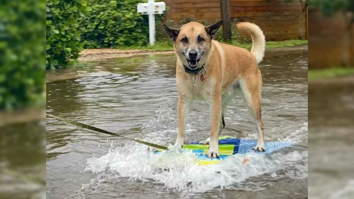 Cachorros engraçados da semana maio de 2016 - Edenvet - Centro