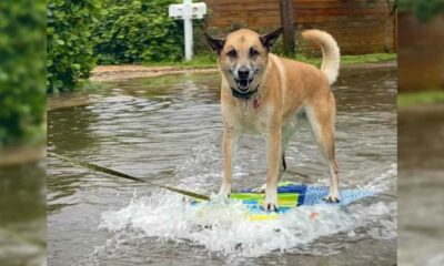 Cachorro surfando em rua inundada