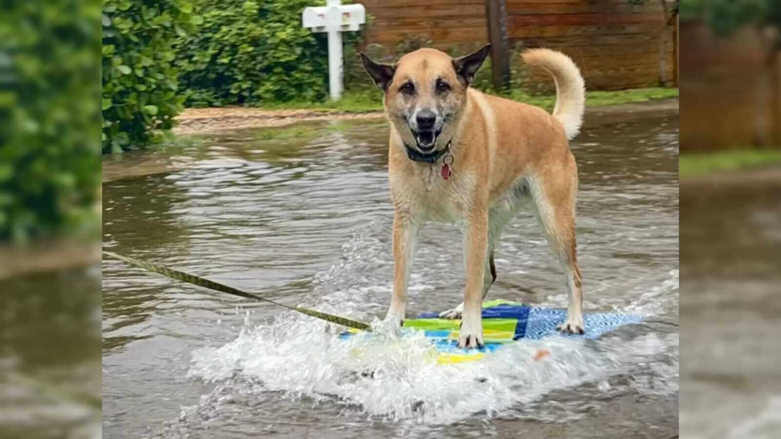 Cachorro surfando em rua inundada