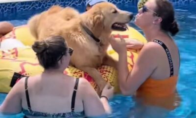 Cachorro golden retriever em piscina
