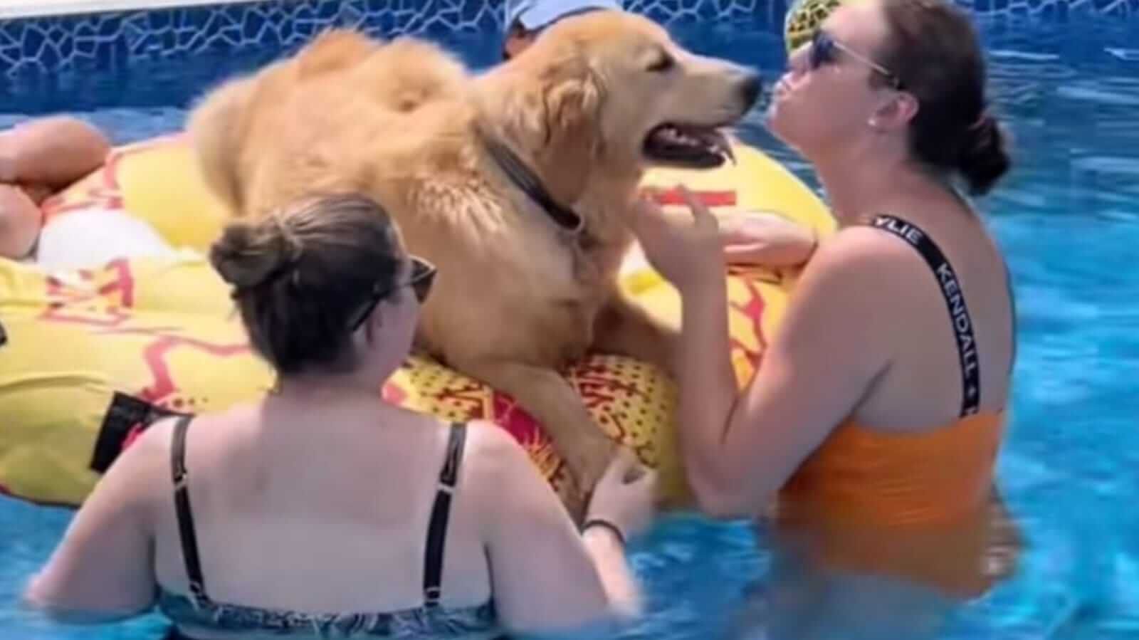 Cachorro golden retriever em piscina