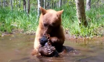 Urso brincando na água