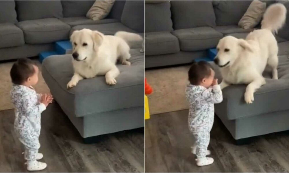 Cachorro golden retriever e bebê