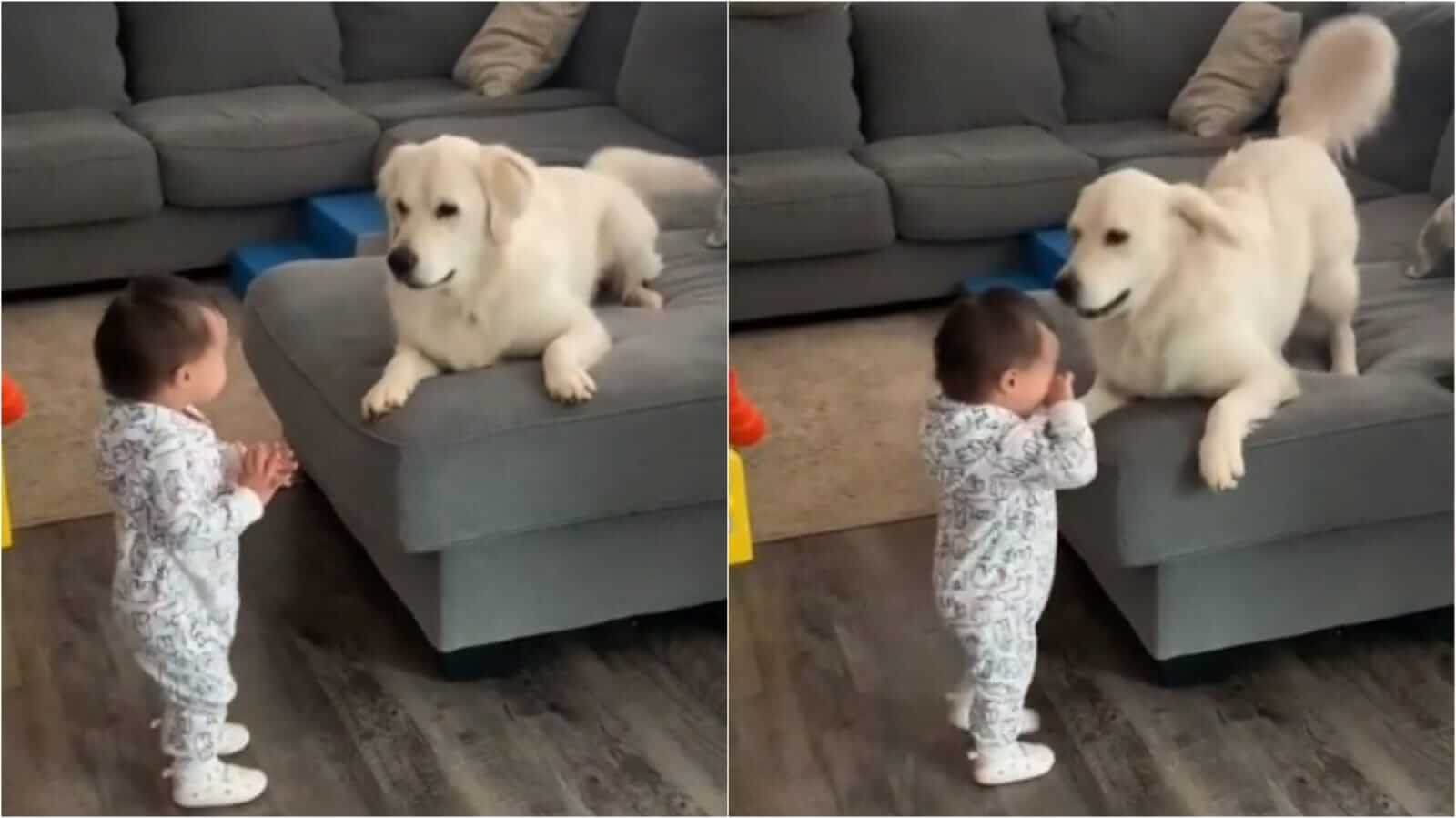 Cachorro golden retriever e bebê