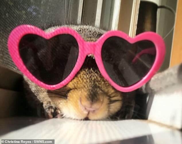 Esquilo com óculos de sol