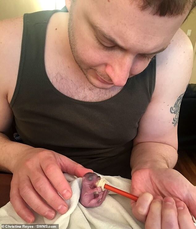 Homem alimentando esquilo bebê