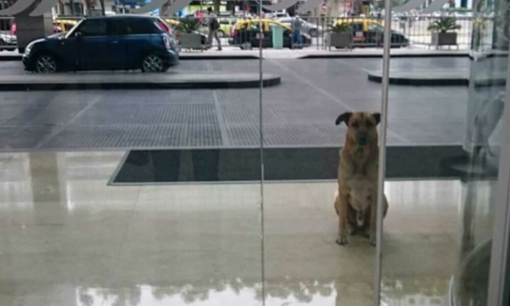 Cachorro em frente à porta de hotel