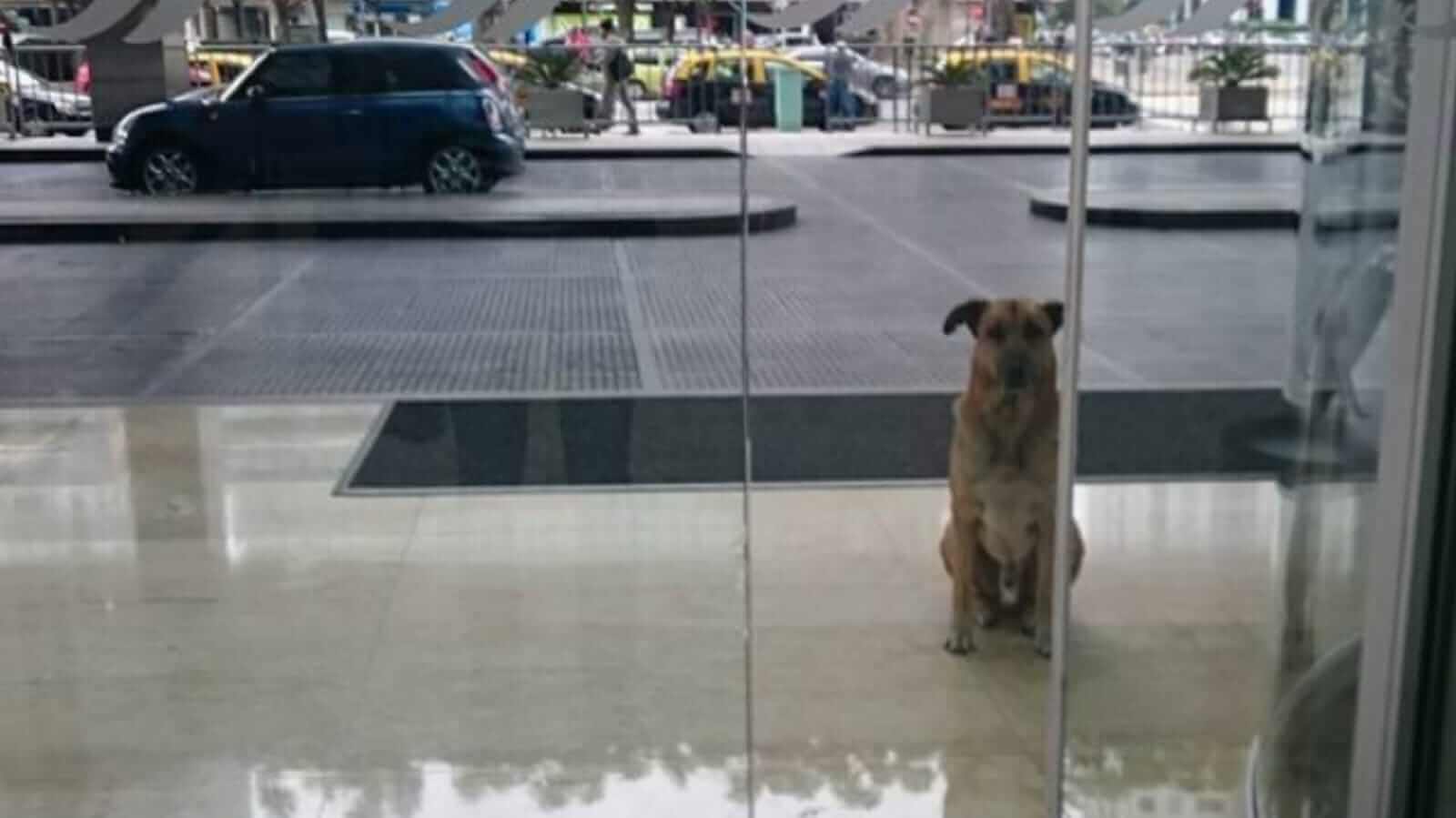 Cachorro em frente à porta de hotel