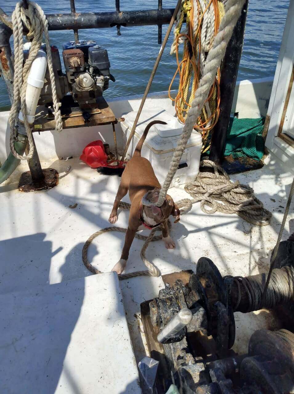 Cachorro em barco