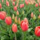 Jardim de tulipas