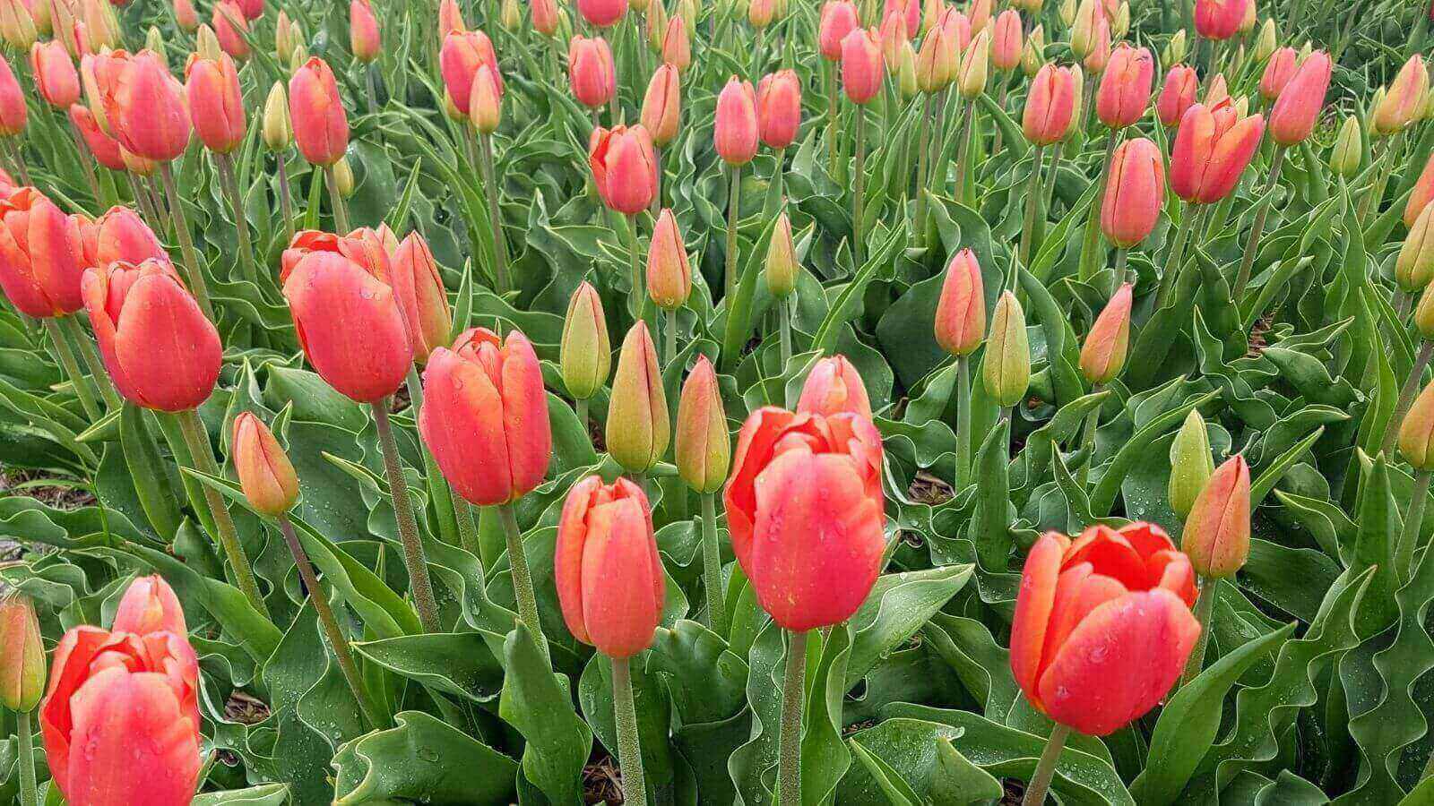 Flor de inverno: aprenda como plantar e cuidar da tulipa