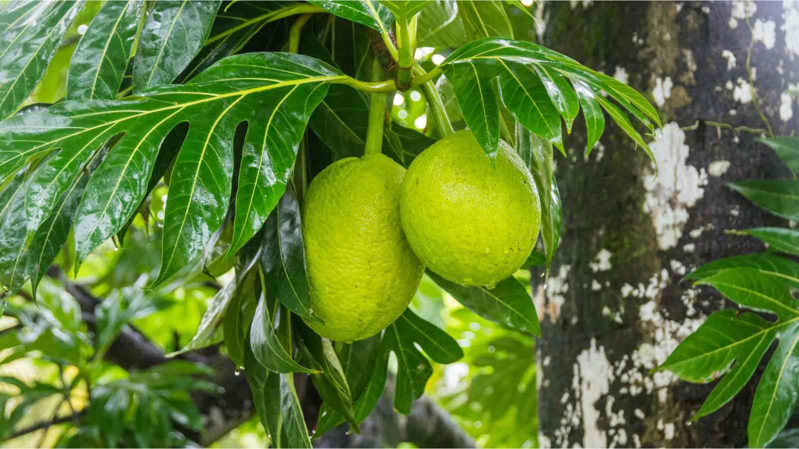 O que é fruta pão e seus benefícios