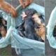 Filhotes de gato em sacola plástica
