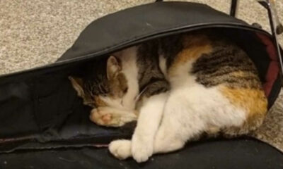 Gato dormindo em bolsa