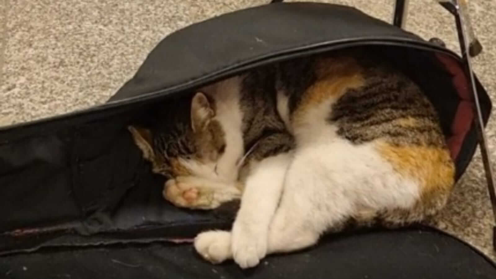 Gato dormindo em bolsa