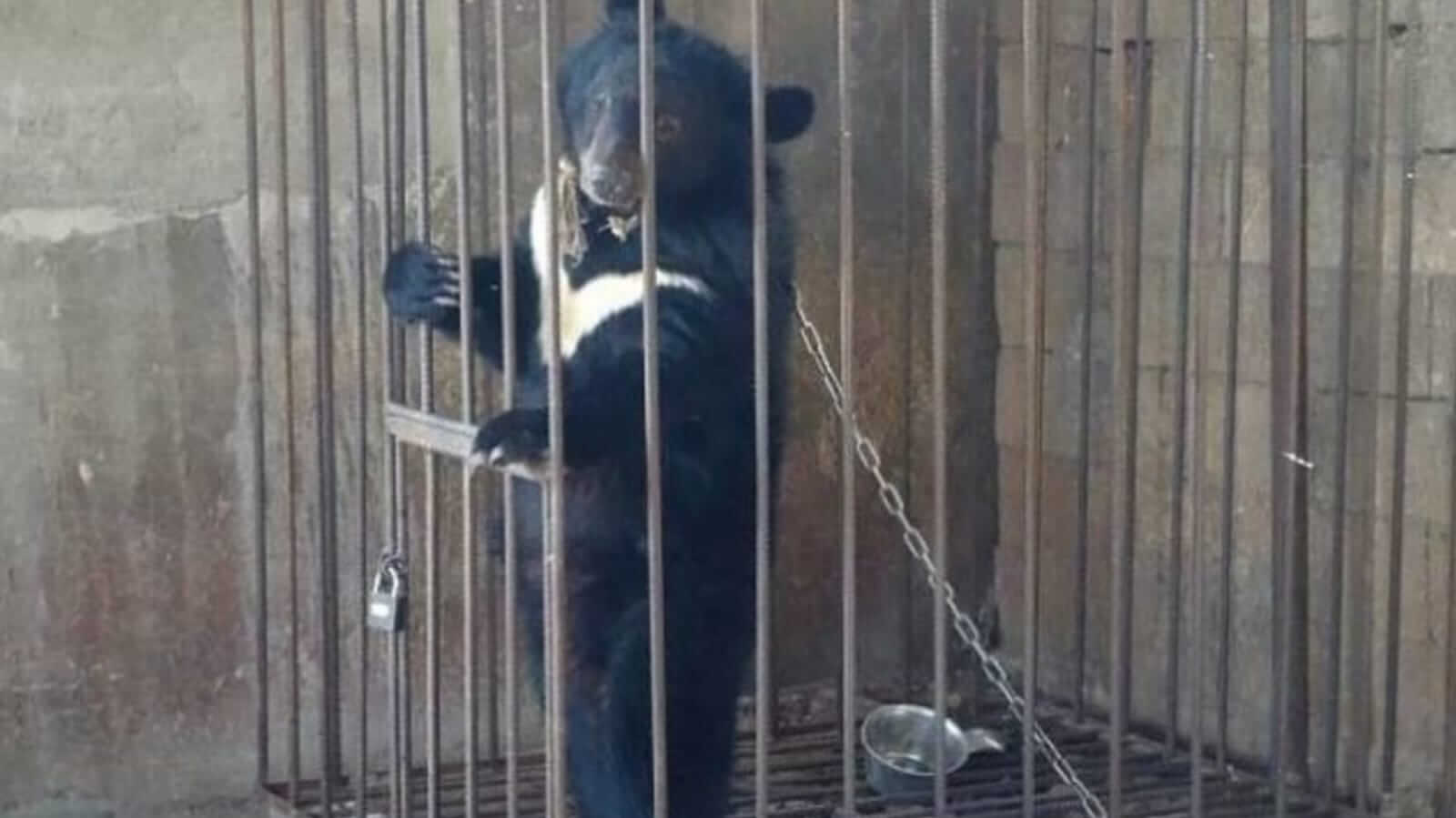 Urso em jaula