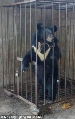Urso em jaula