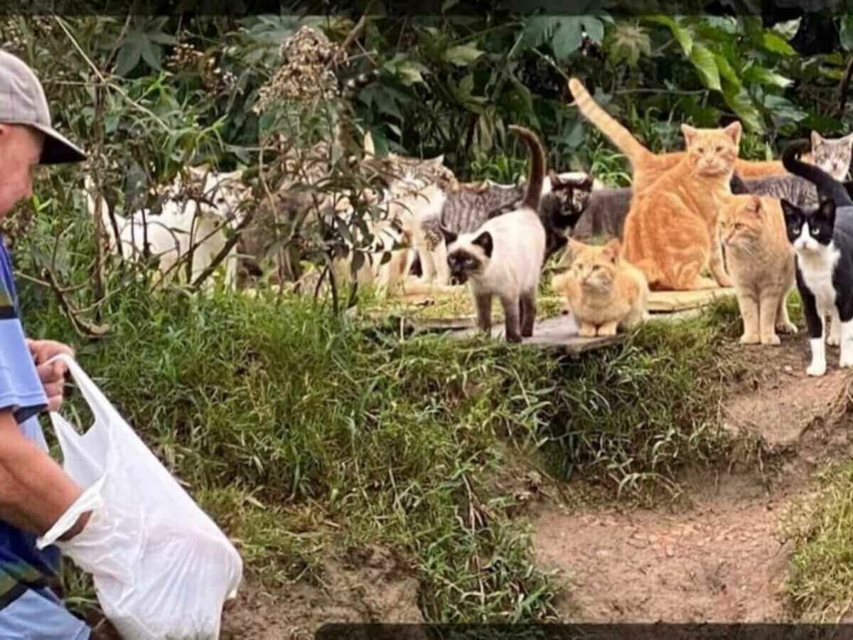 Casa abandonada e lotada de gatos vira problema para moradores do