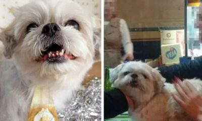 Cachorro shitzu desaparecido encontrado em bar