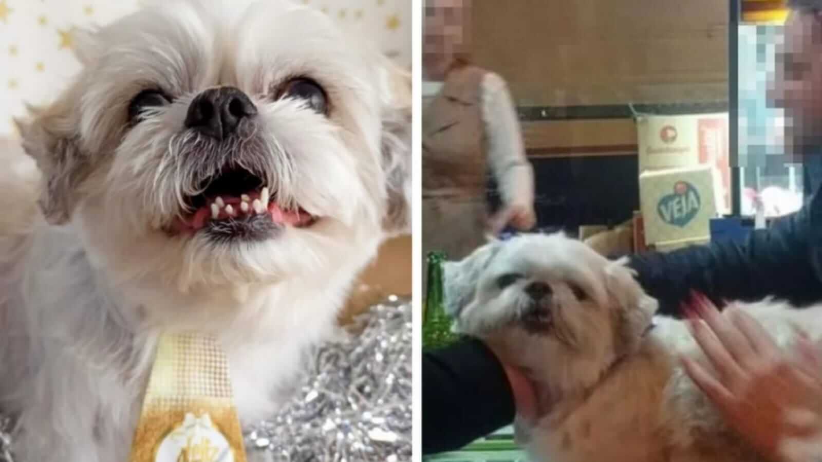 Cachorro shitzu desaparecido encontrado em bar