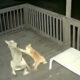 Gato brigando com coiote
