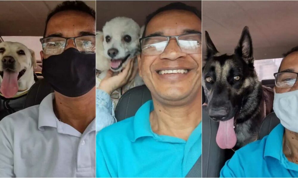 Motorista de taxi dog com cachorros