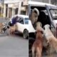 Cachorros entrando em taxi