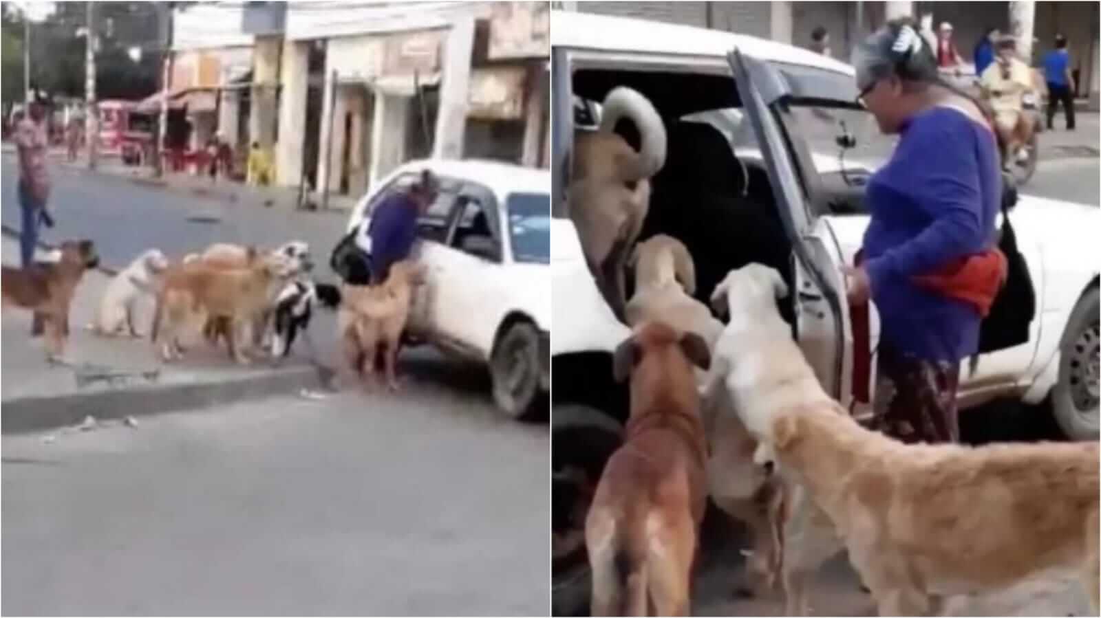Cachorros entrando em taxi