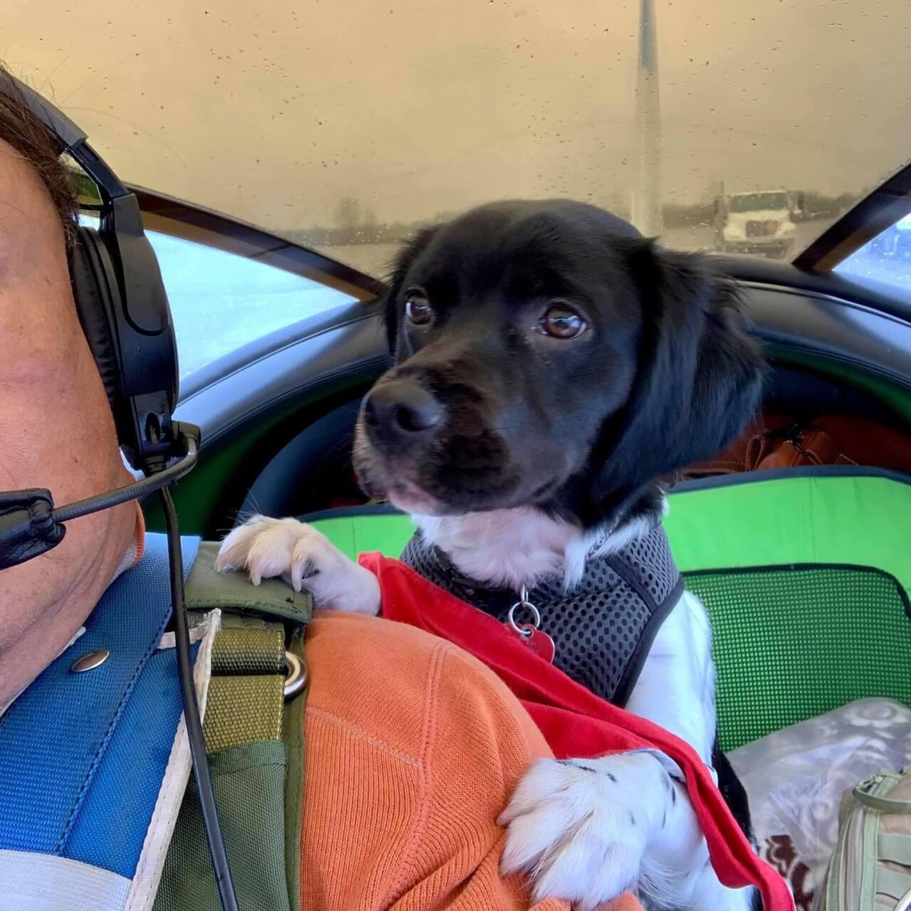 Piloto com cachorro