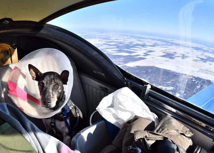 Cachorro em avião