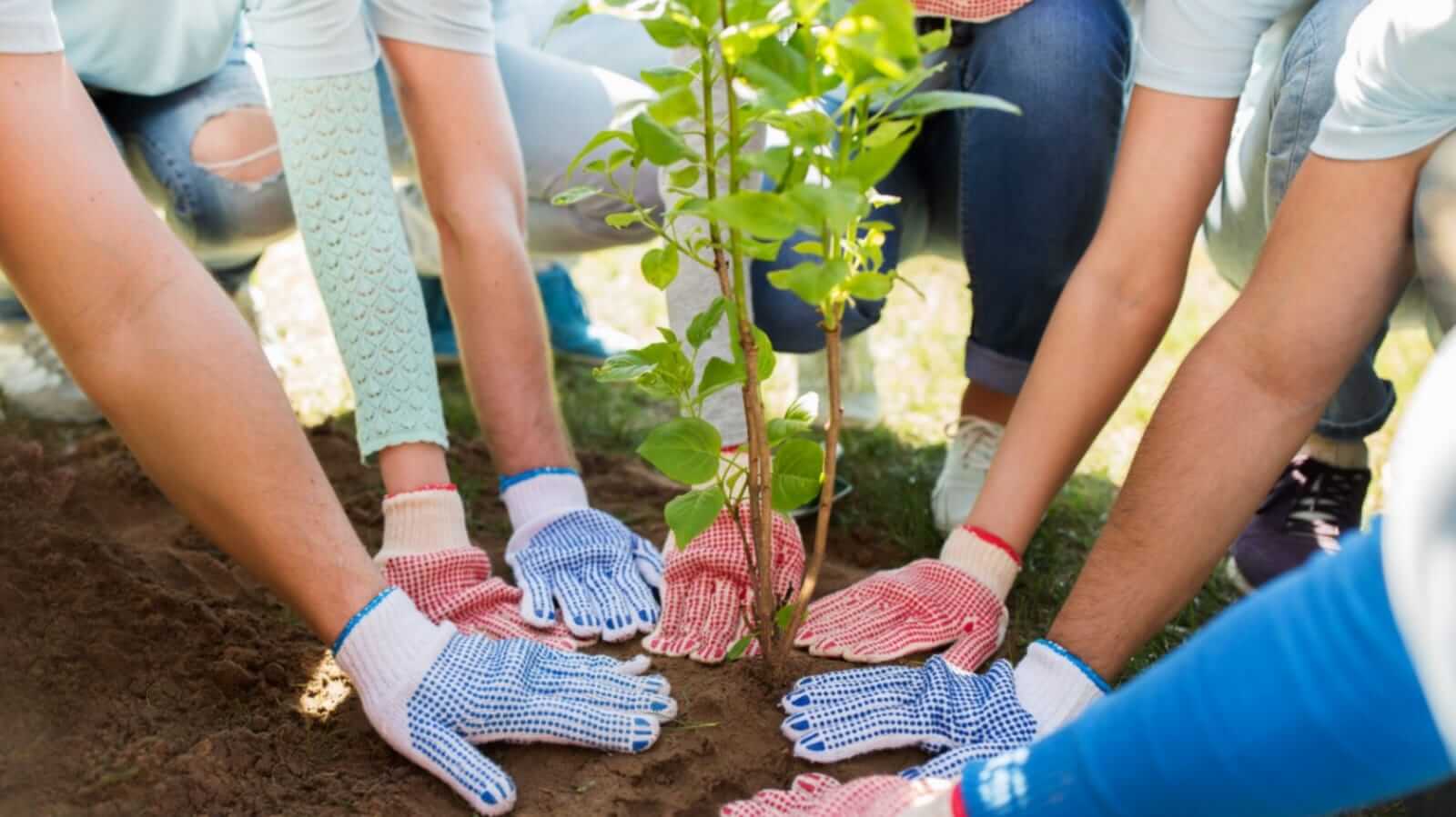 Pessoas plantando árvore