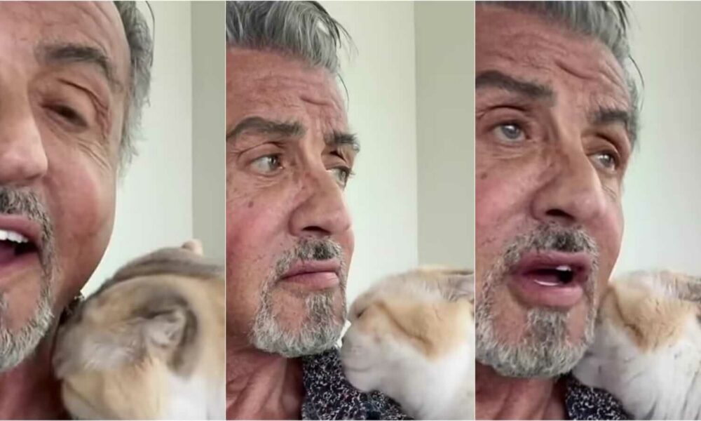 Sylvester Stallone com gato