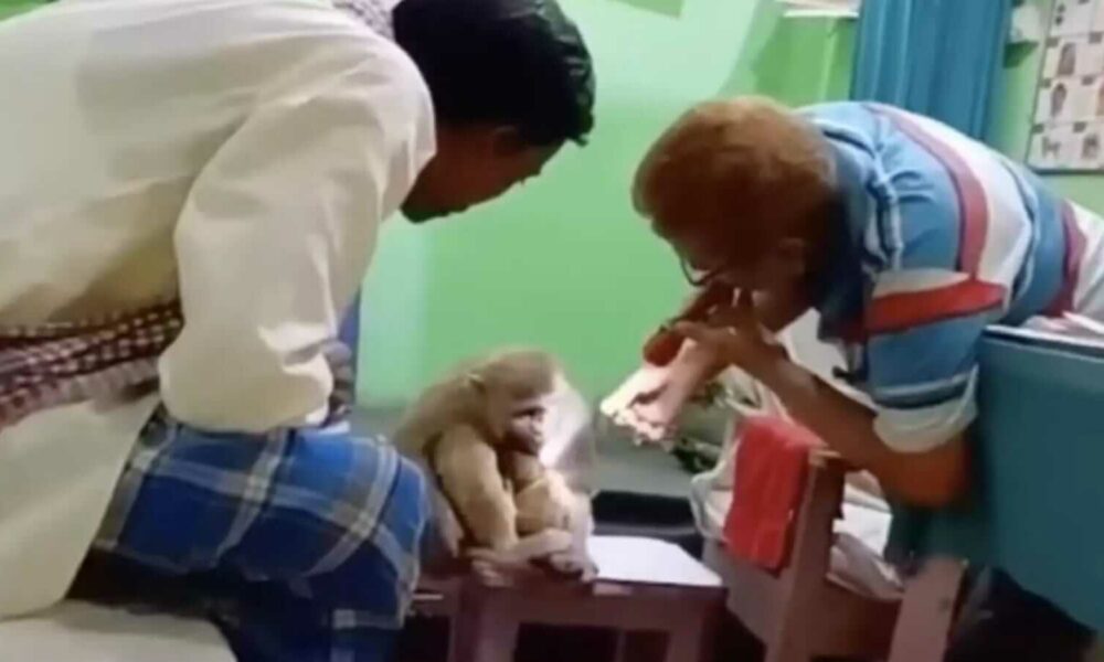 Macacos são atendidos em clínica médica