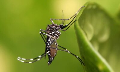 mosquito-da-dengue-na-folha