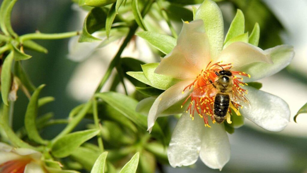 Abelha em flor de ora-pro-nóbis