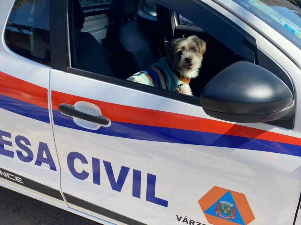 Cachorro em carro da Defesa Civil