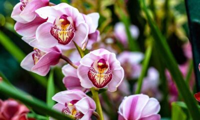 Orquídea Roxa