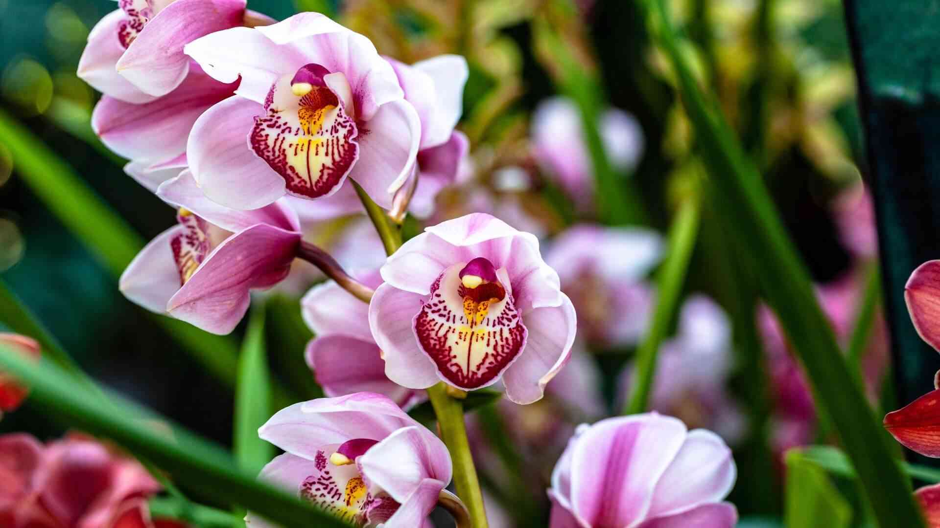 Como cuidar de Orquídeas? Veja 4 dicas para deixar suas flores mais lindas