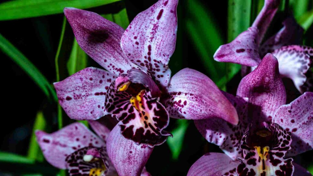 Como cuidar de Orquídeas? Veja 4 dicas para deixar suas flores mais lindas