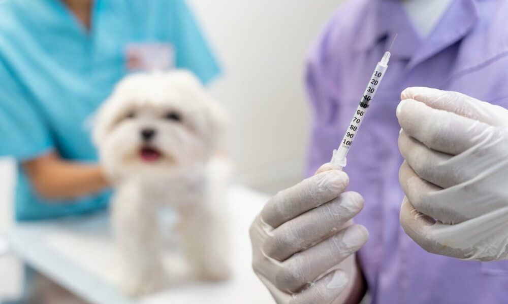 Veterinário com seringa na mão e cachorro na mesa