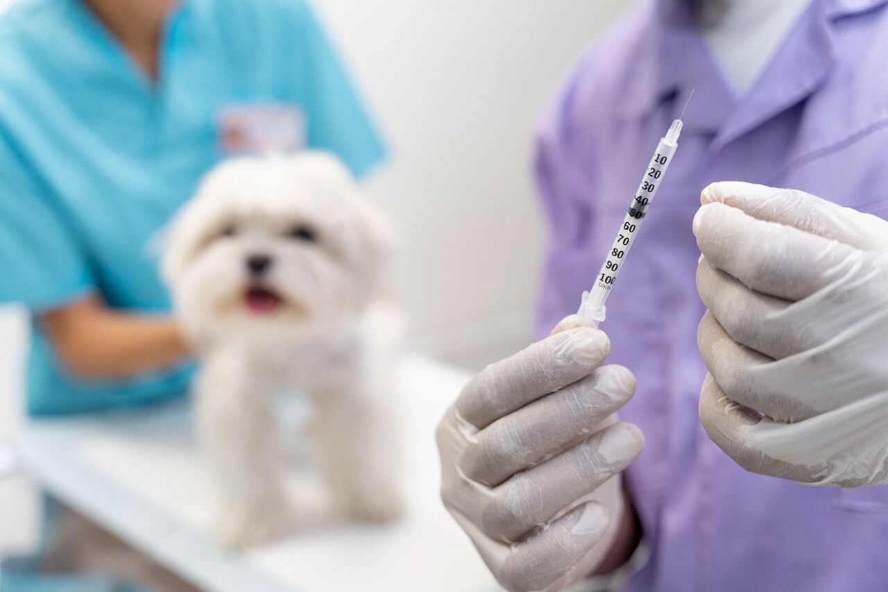 Veterinário com seringa na mão e cachorro na mesa