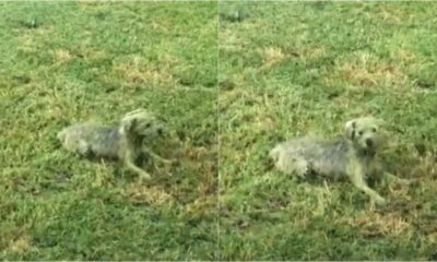 Cachorro camuflado na grama