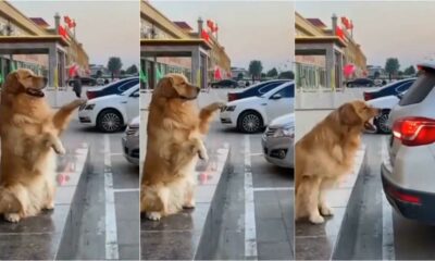 Cachorro ajudando tutor a estacionar