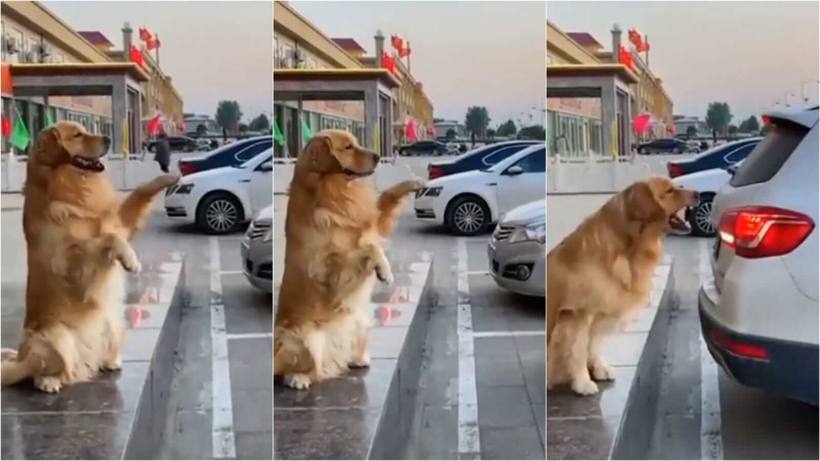Cachorro ajudando tutor a estacionar
