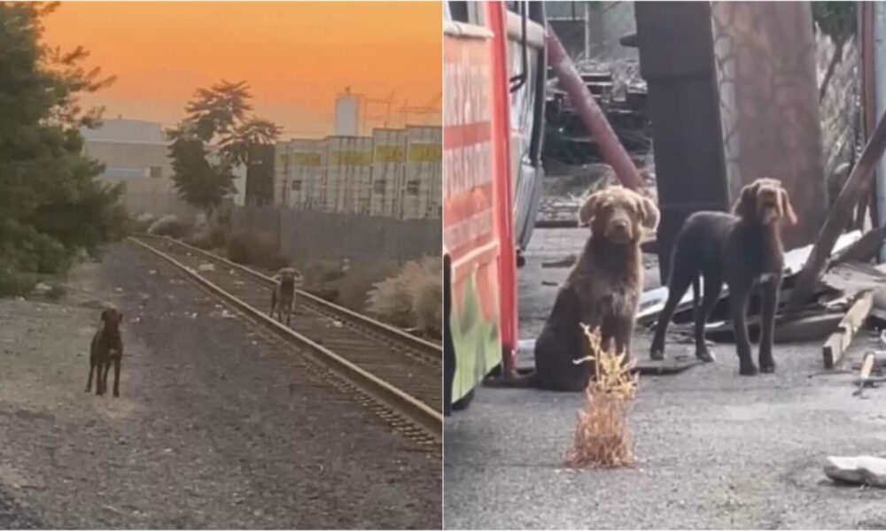 Cachorros abandonados em linha de trem
