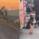 Cachorros abandonados em linha de trem